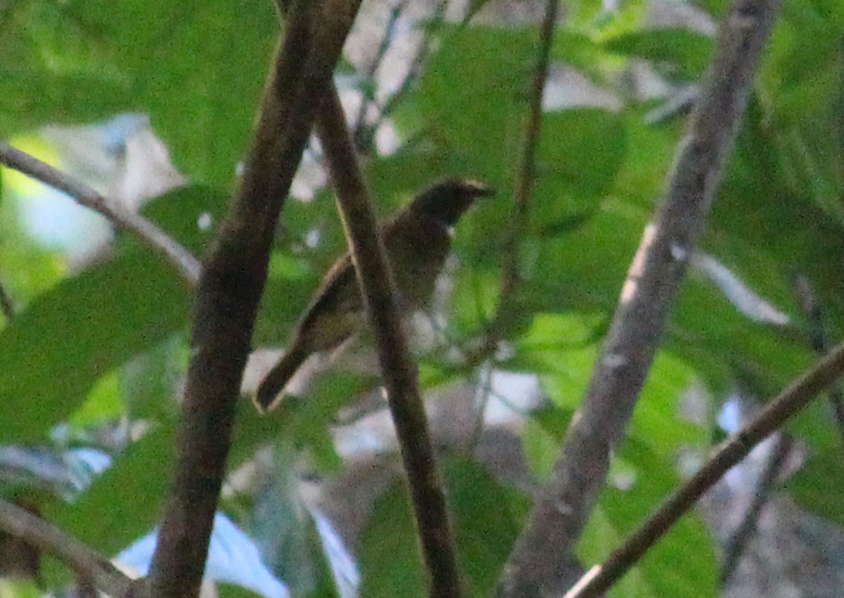 White-tailed Flycatcher - ML44080121