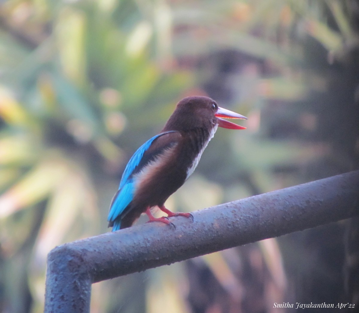 Common Kingfisher - Smitha Jayakanthan