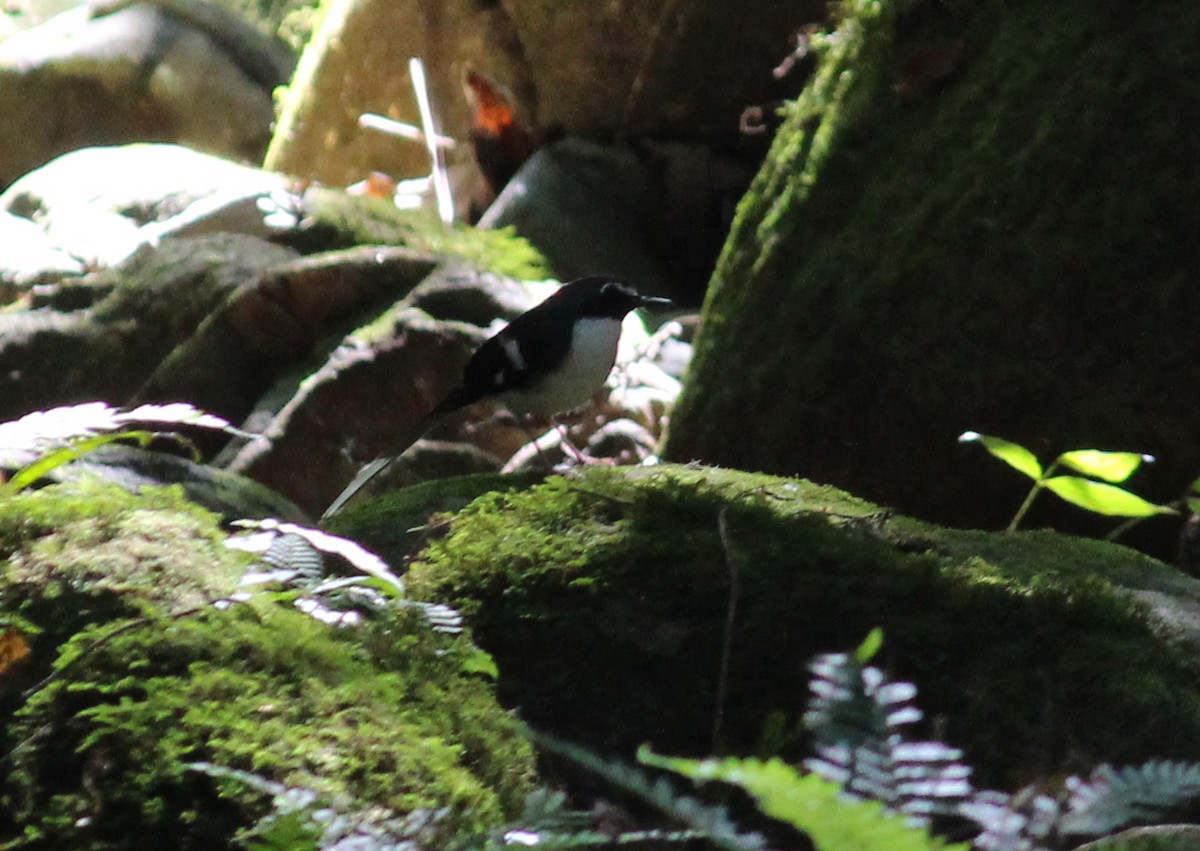 Slaty-backed Forktail - Ashwin Viswanathan