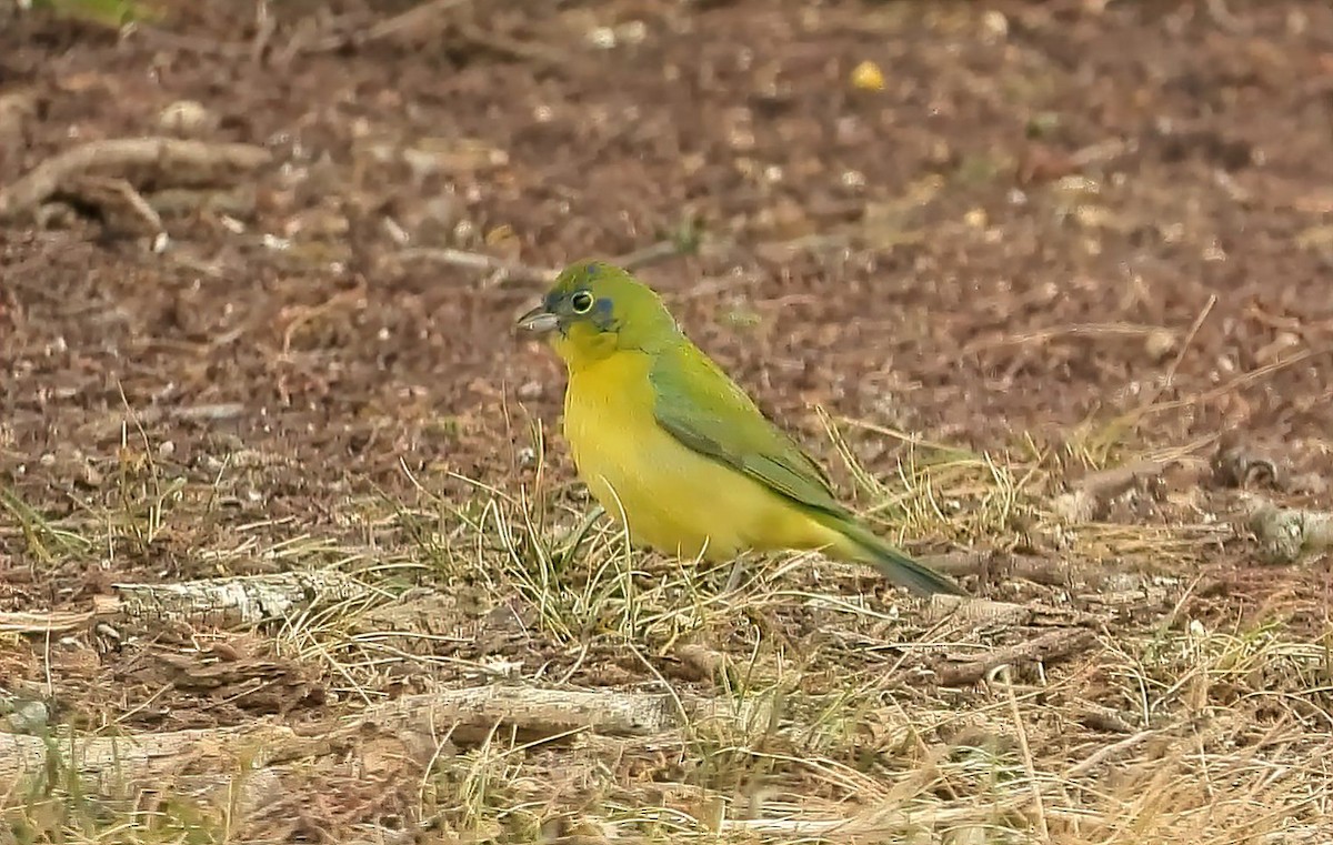 Painted Bunting - ML440804231