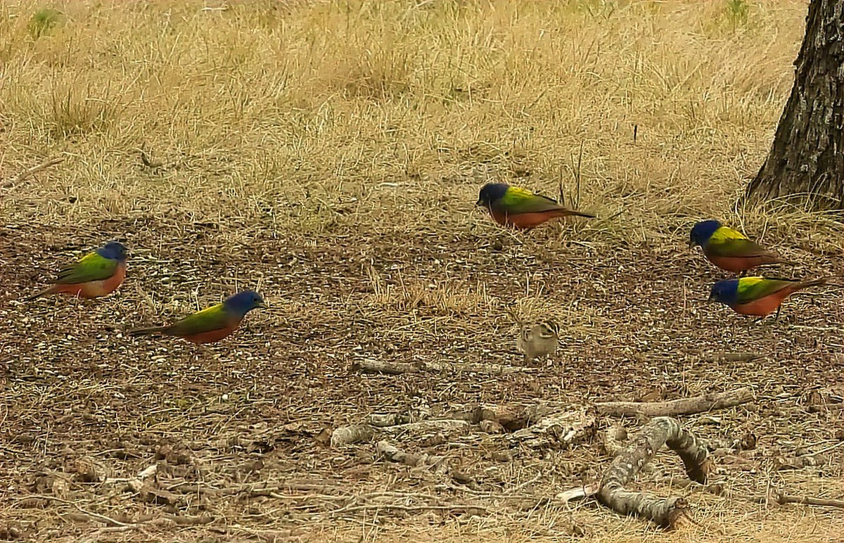 Painted Bunting - ML440804241