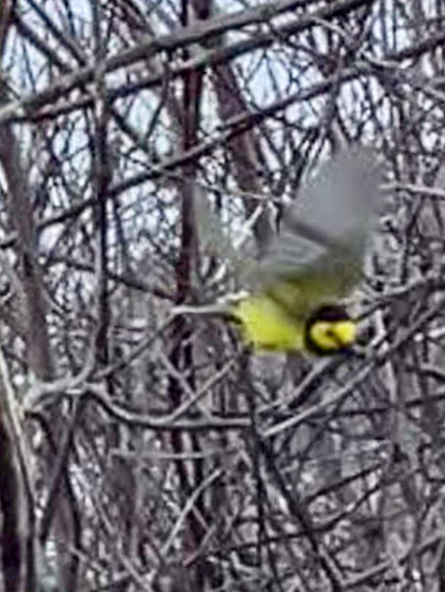 Hooded Warbler - ML440805091