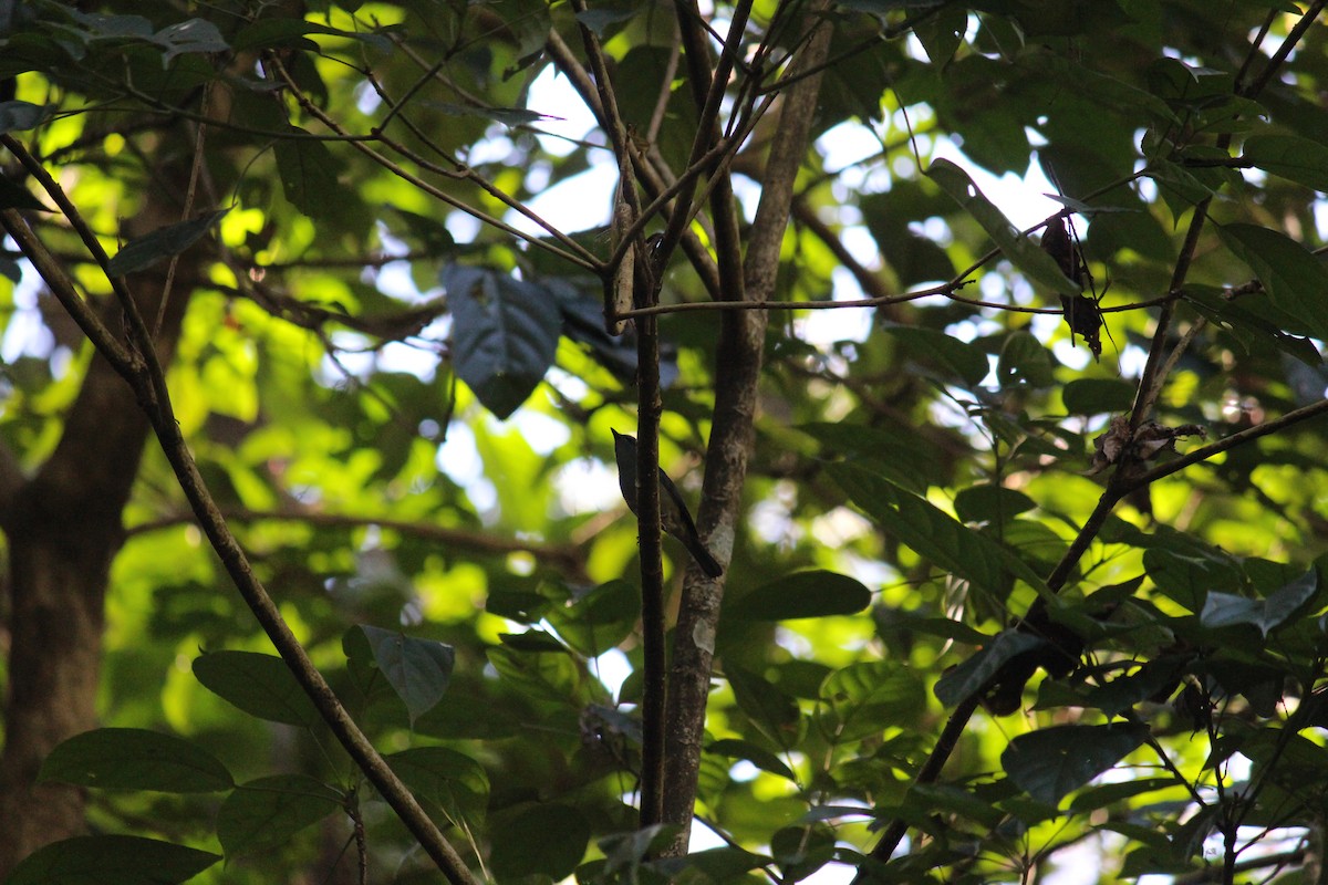 Pale Blue Flycatcher - ML44080541