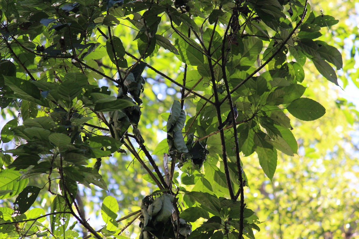 Pale Blue Flycatcher - ML44080551