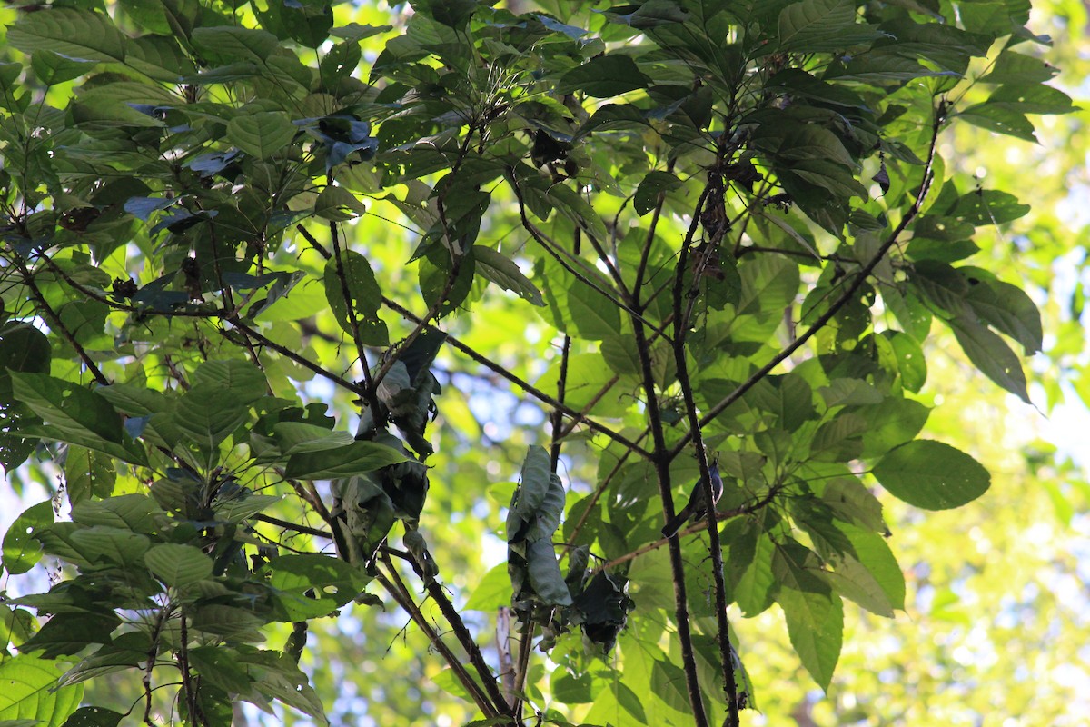 Pale Blue Flycatcher - ML44080561