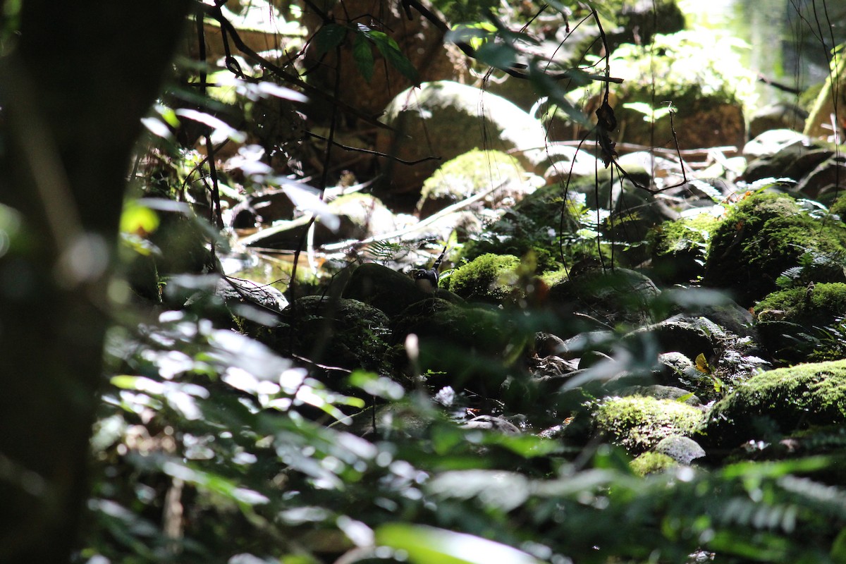 Slaty-backed Forktail - ML44080621