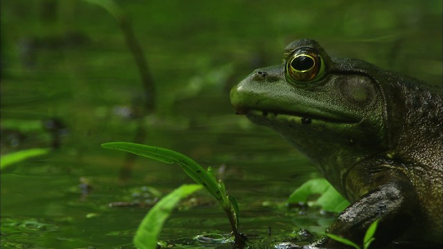 American Bullfrog - ML440807