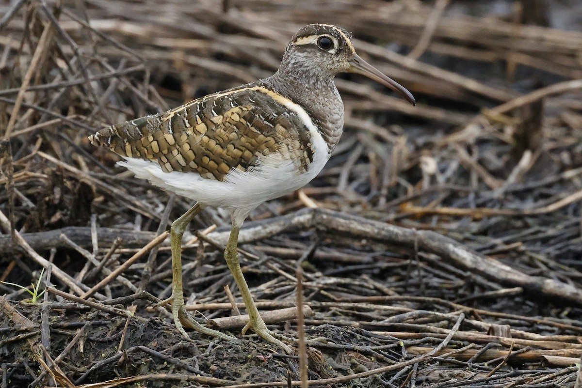 Greater Painted-Snipe - ML440807041