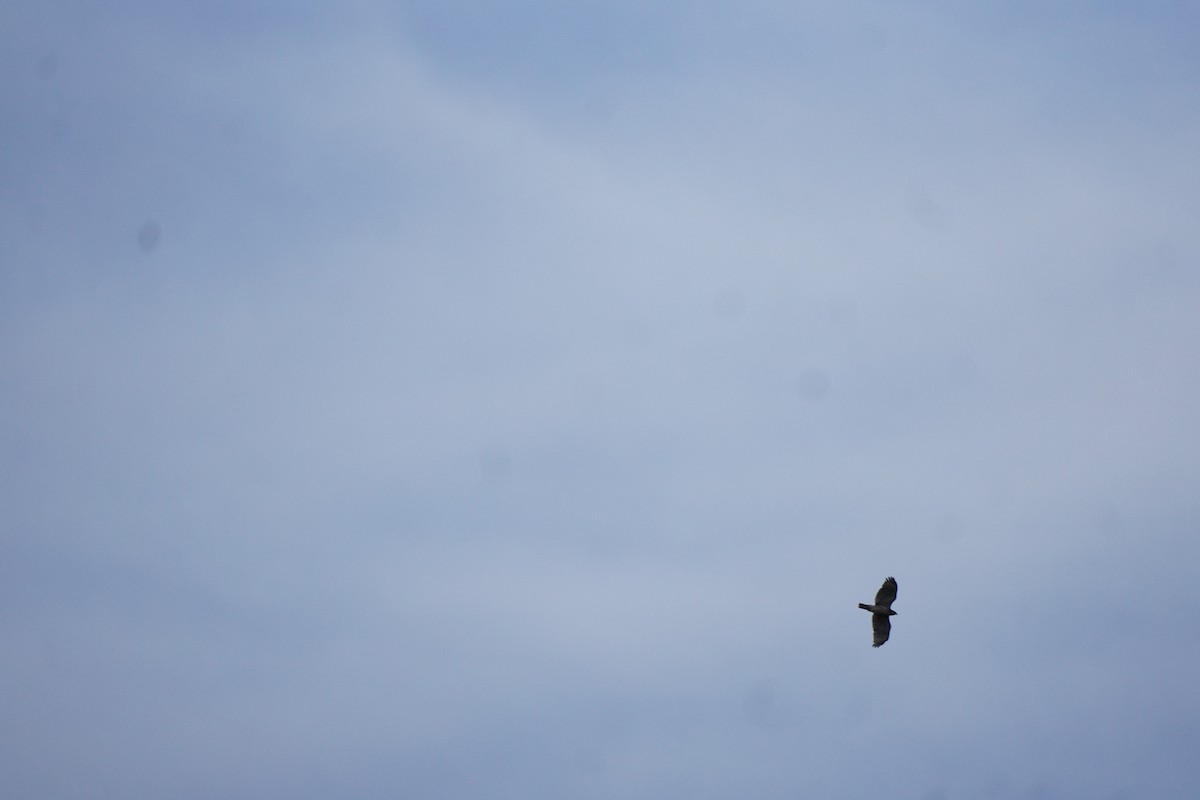 Red-shouldered Hawk - ML440807061