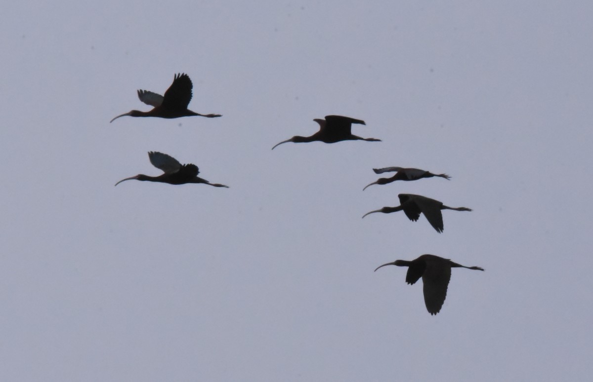 White-faced Ibis - ML440807641