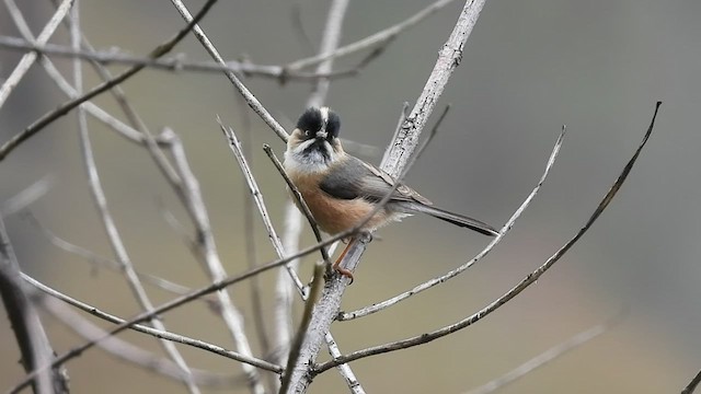 Black-browed Tit (Black-browed) - ML440807661