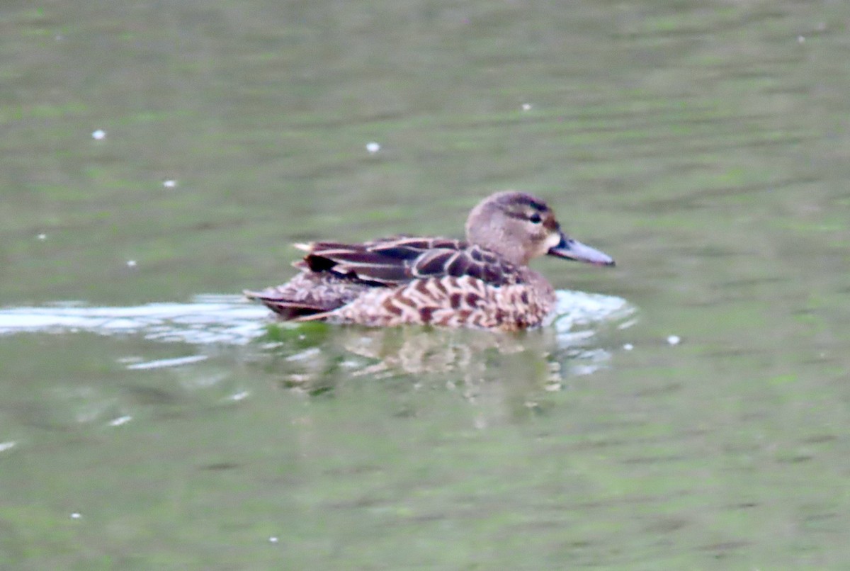 Blue-winged Teal - ML440807721