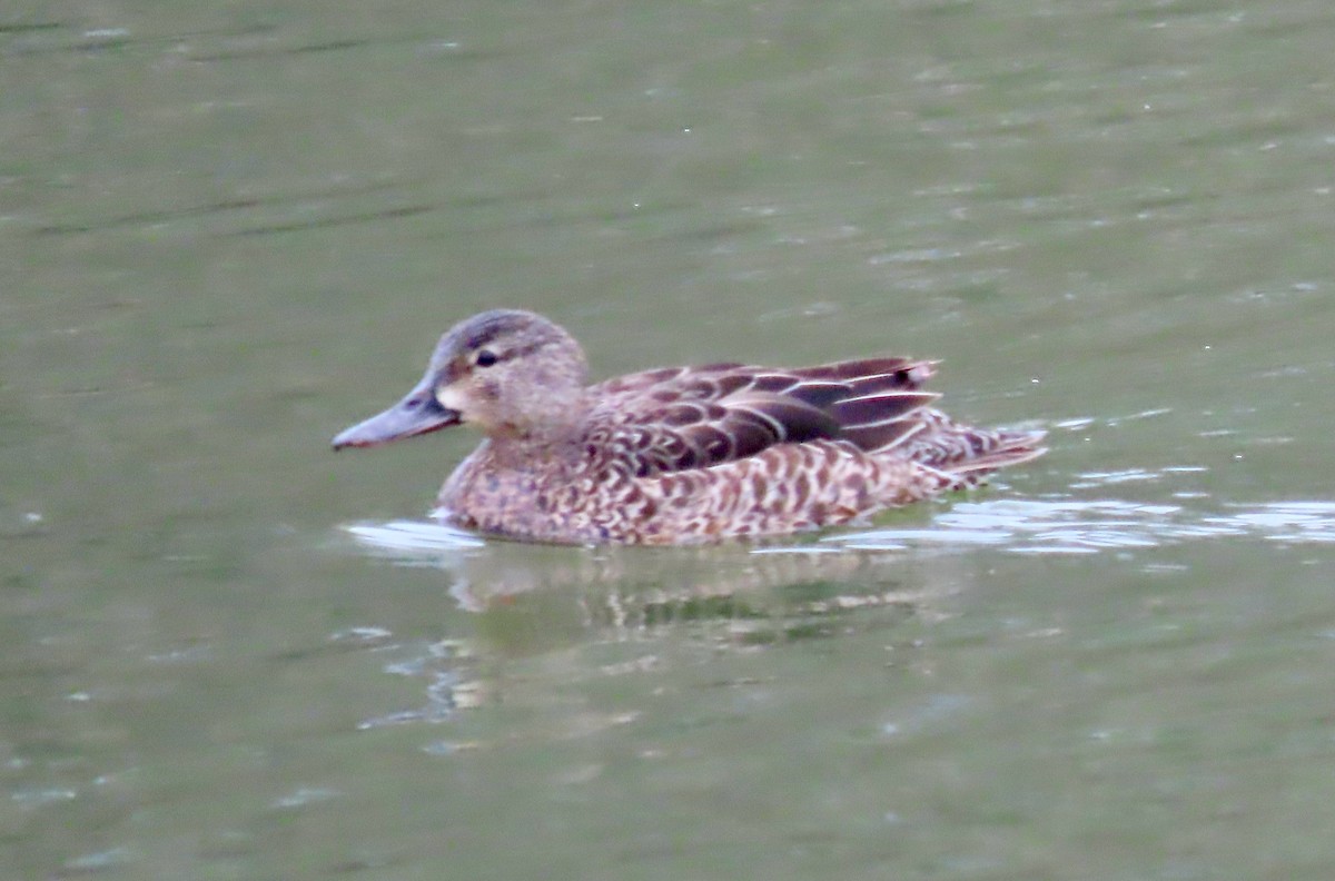 Blue-winged Teal - ML440807911