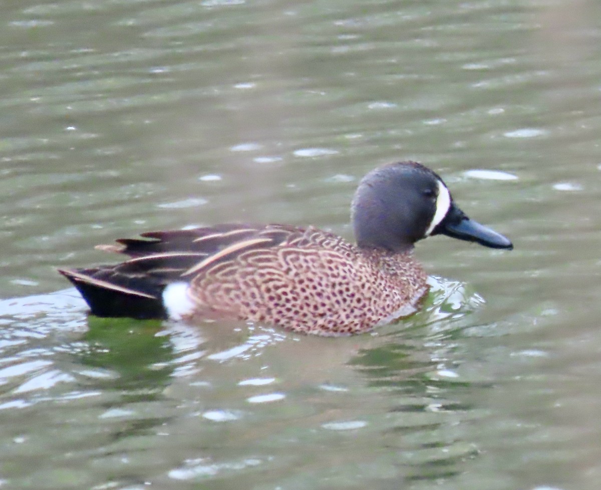 Blue-winged Teal - ML440808051