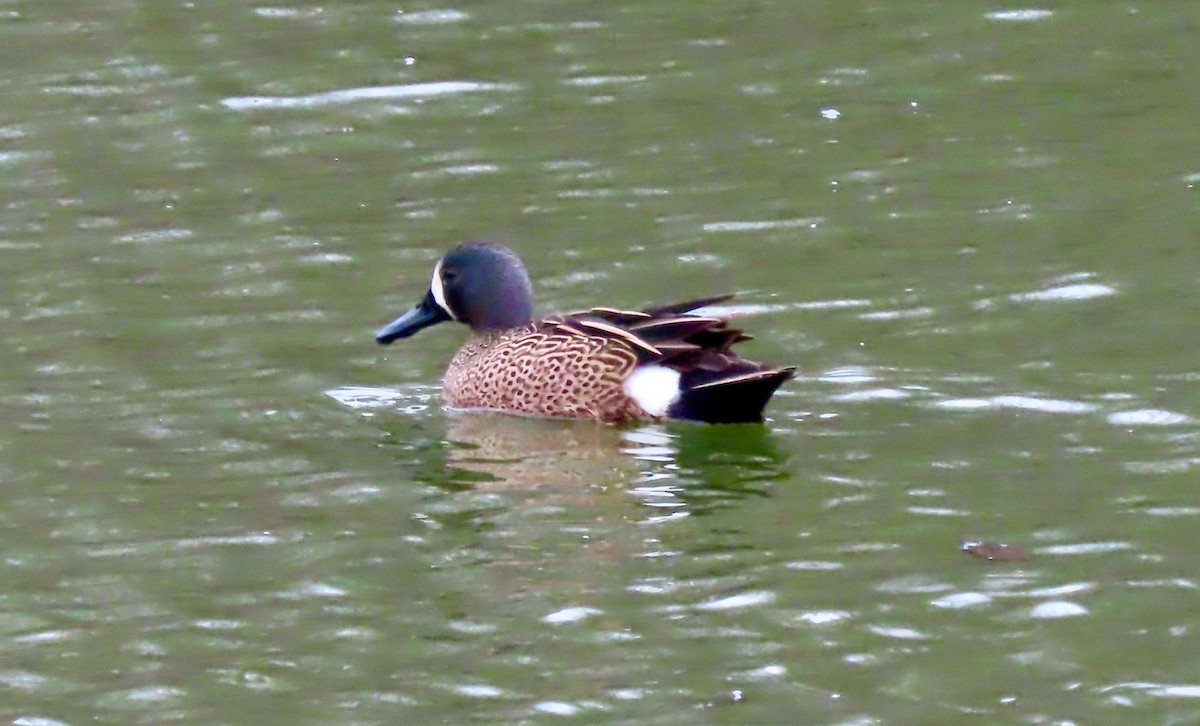 Blue-winged Teal - ML440808171