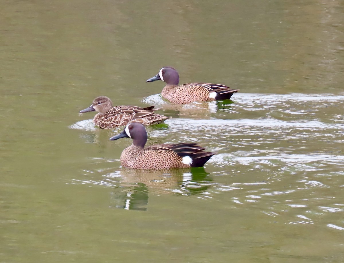 Blue-winged Teal - ML440808501