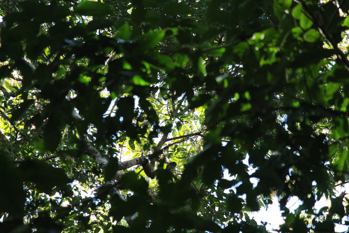 Asian Barred Owlet - ML44080871