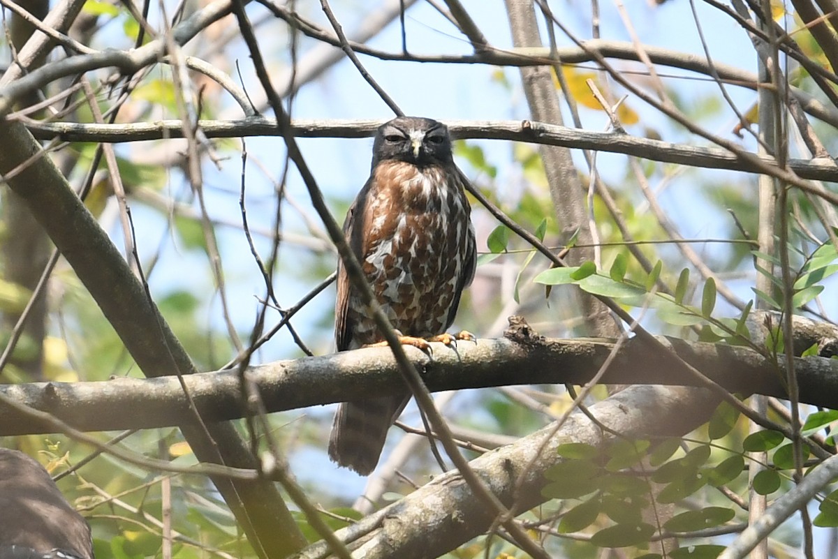 Brown Boobook - ML440809161