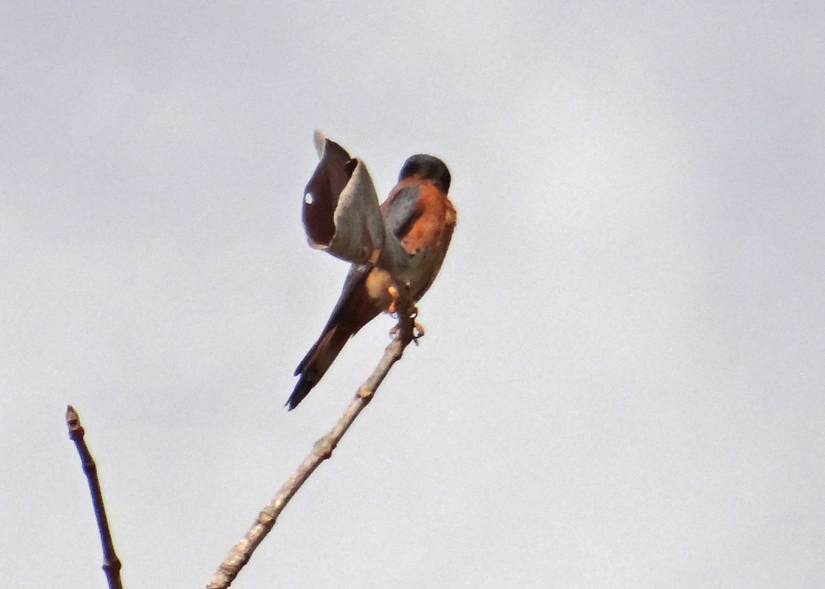 American Kestrel (Cuban) - ML44080941