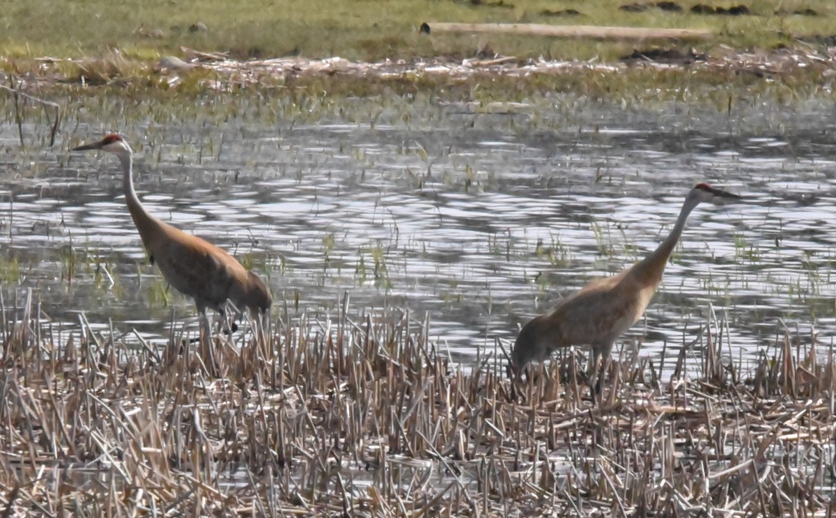 Sandhill Crane - ML440809621