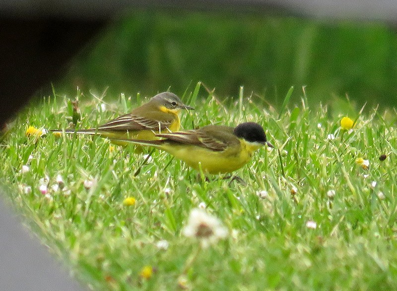 Western Yellow Wagtail (thunbergi) - ML440810211