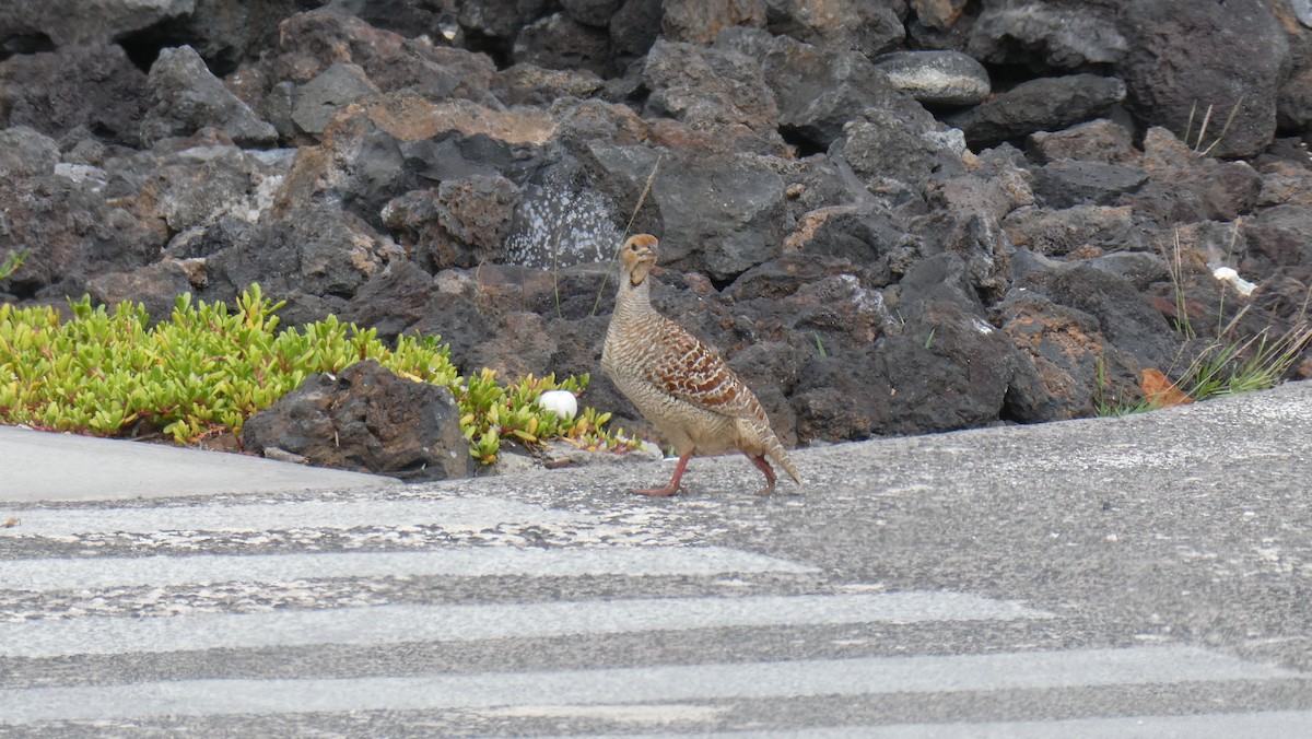 Gray Francolin - ML440810491