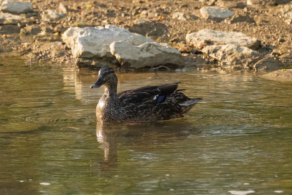 Canard colvert - ML440811781