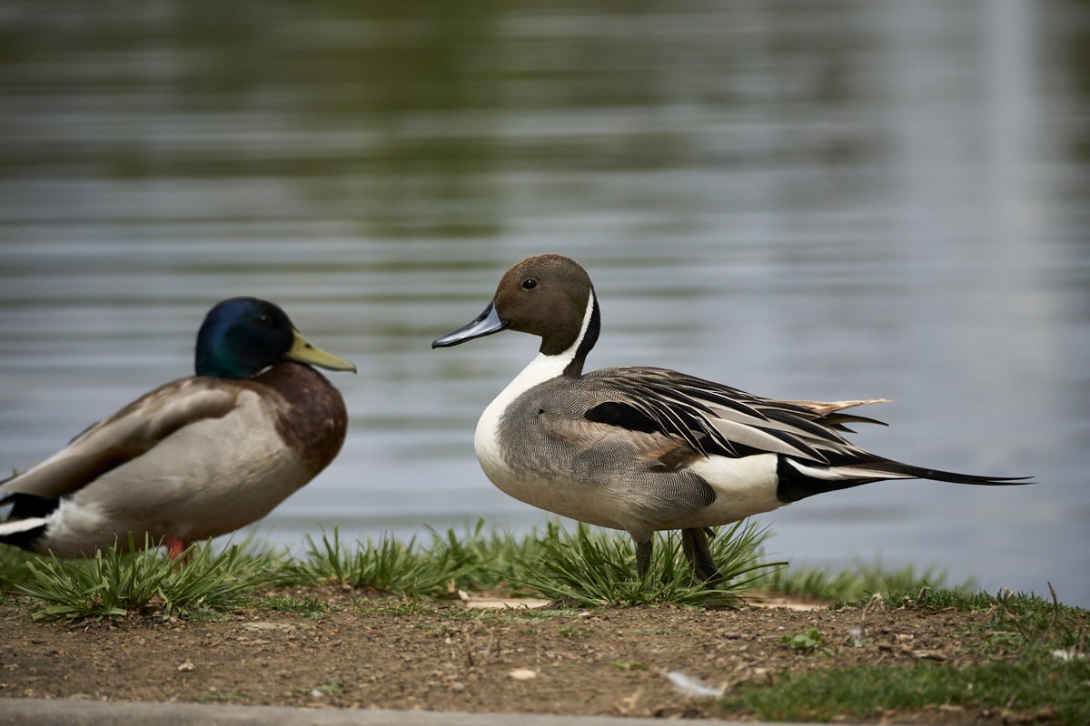 Northern Pintail - ML440812841