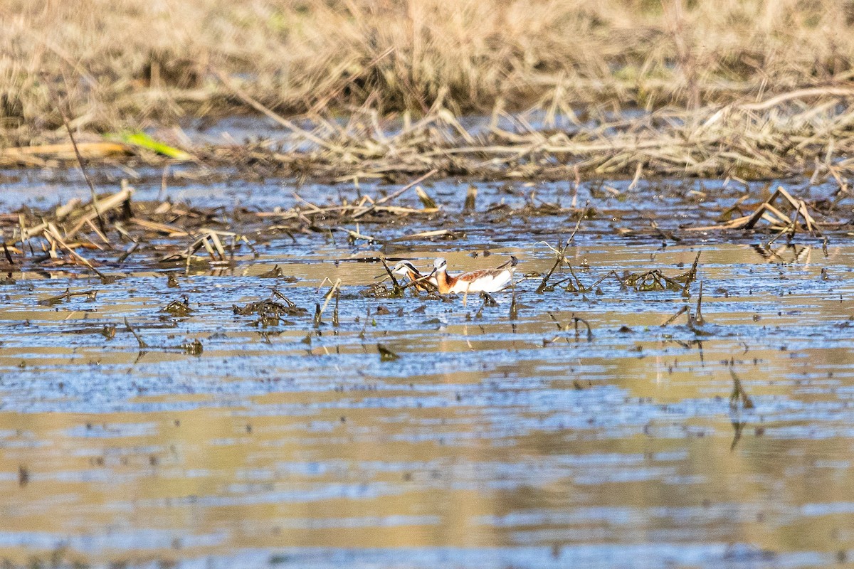 Falaropo Tricolor - ML440813101