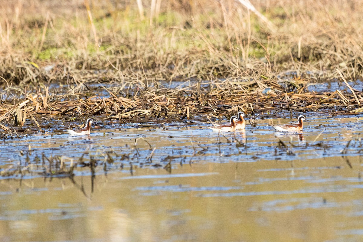 Wilson's Phalarope - ML440813121