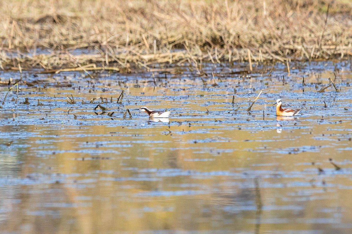 Falaropo Tricolor - ML440813151