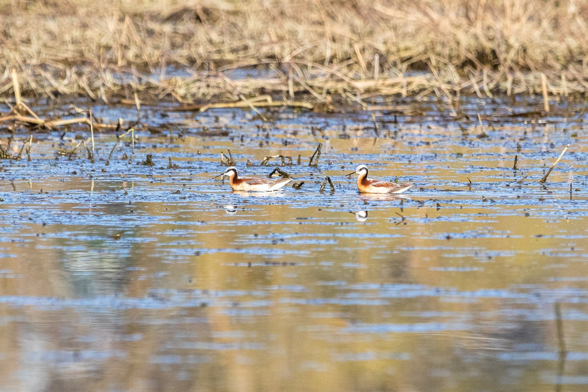 Falaropo Tricolor - ML440813161