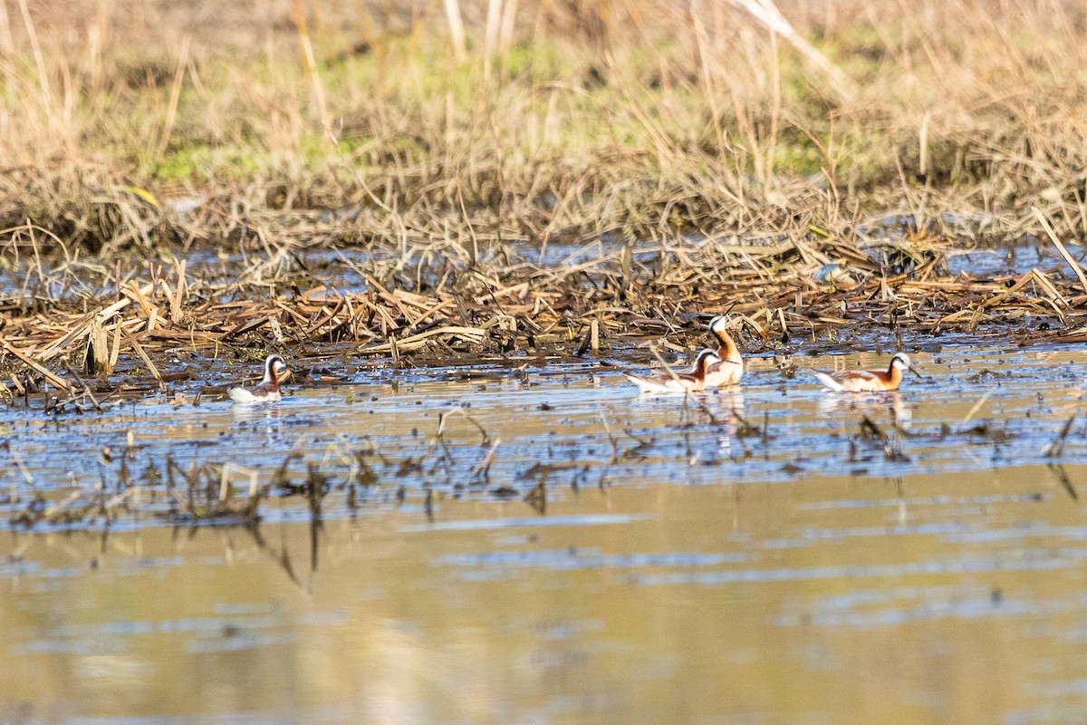 Wilson's Phalarope - ML440813191