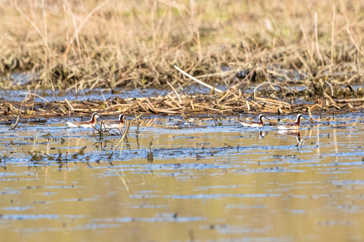 Falaropo Tricolor - ML440813241