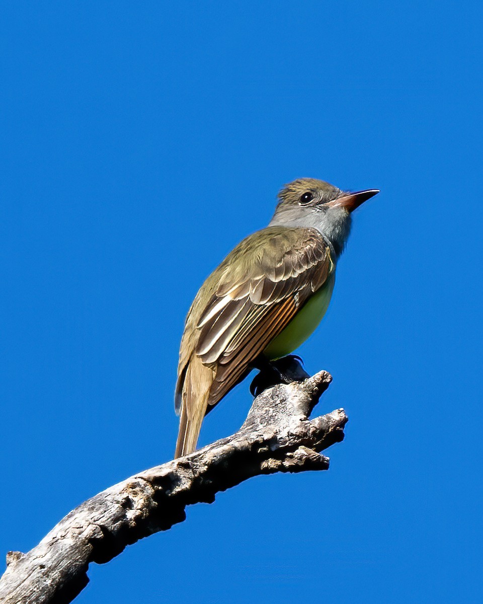 Great Crested Flycatcher - ML440814521