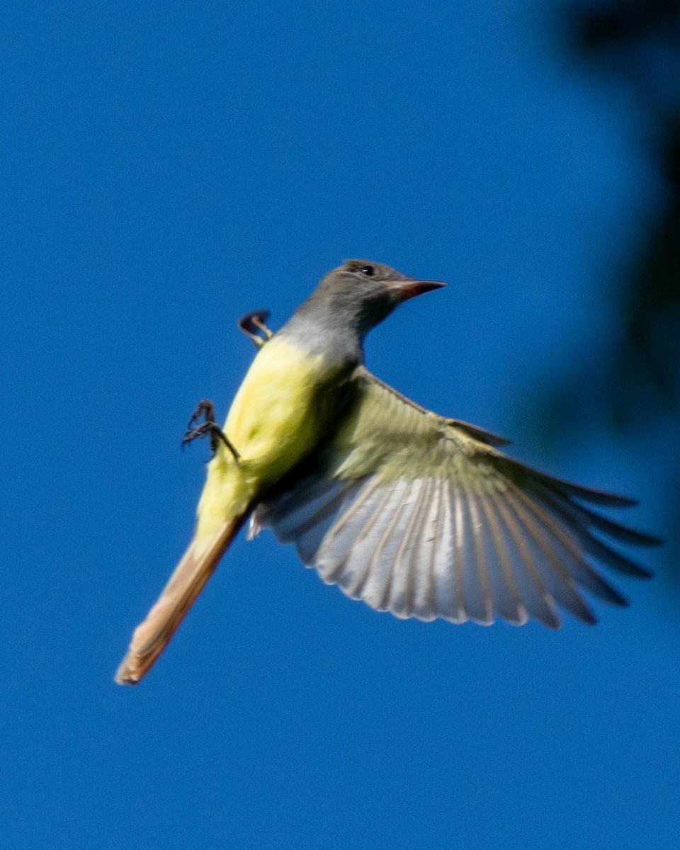 Great Crested Flycatcher - ML440814561