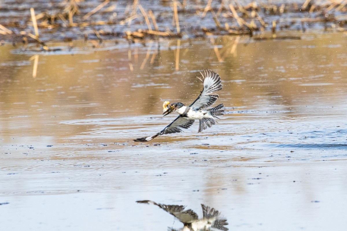 Belted Kingfisher - Dennis Thomas