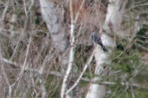 Rusty Blackbird - ML440815521