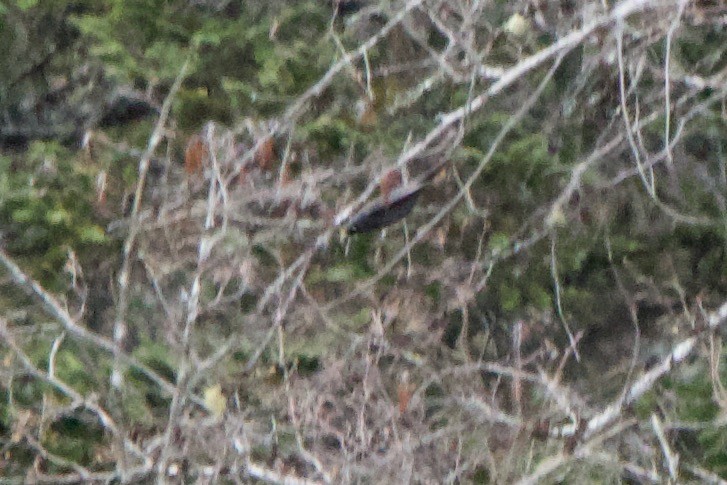 Rusty Blackbird - John Shamgochian