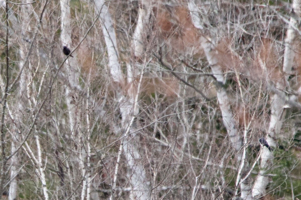 Rusty Blackbird - John Shamgochian