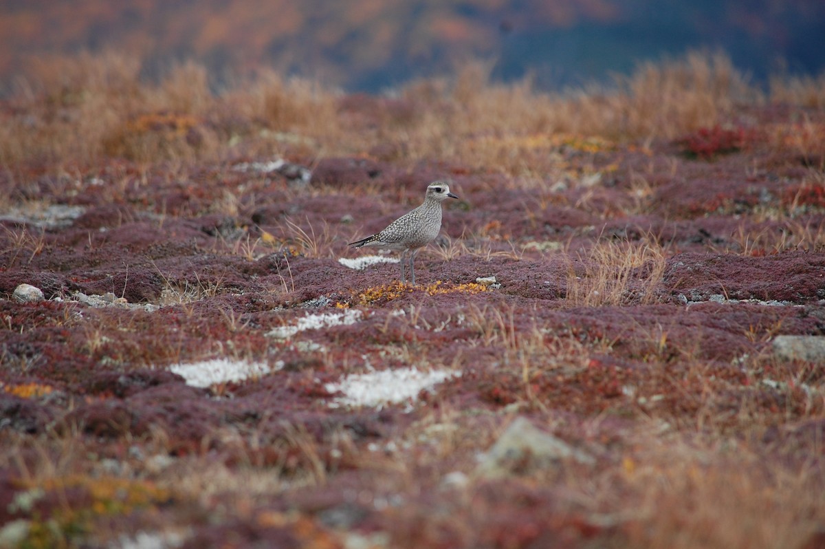 kulík hnědokřídlý - ML44081591