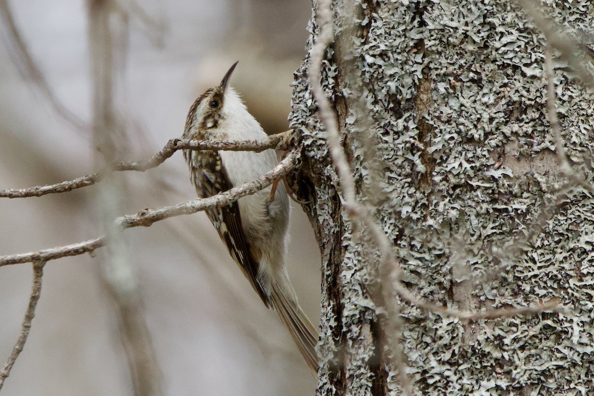 Brown Creeper - ML440816351