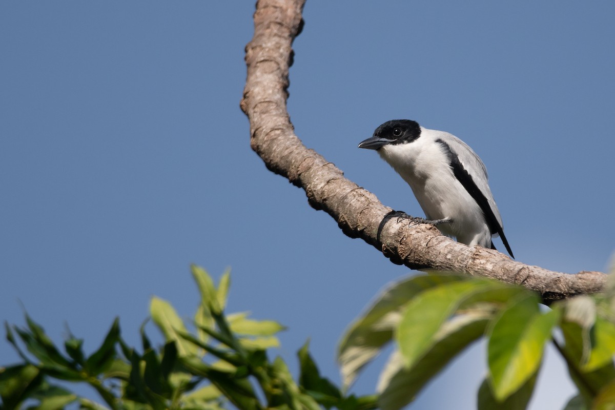 Black-crowned Tityra - ML440817241