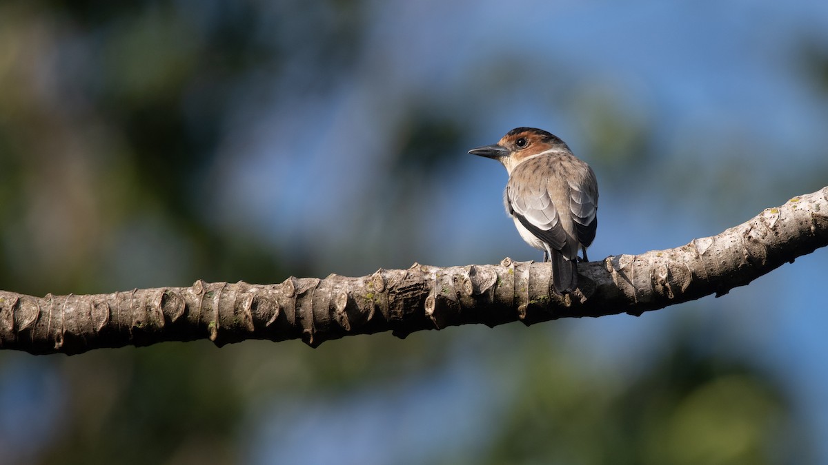 Black-crowned Tityra - ML440817261