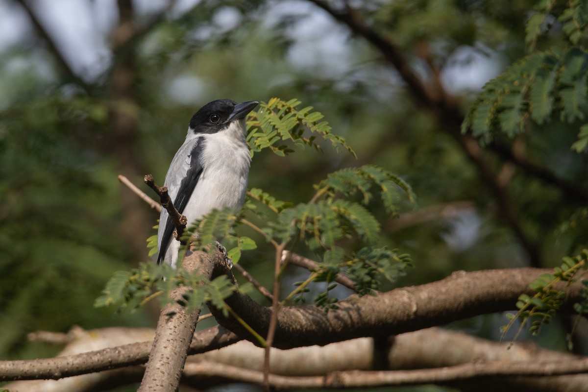 Black-crowned Tityra - ML440817291