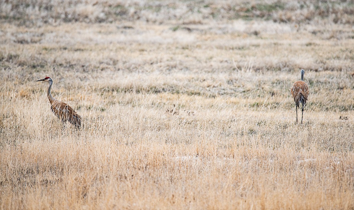 Sandhill Crane - ML440818111