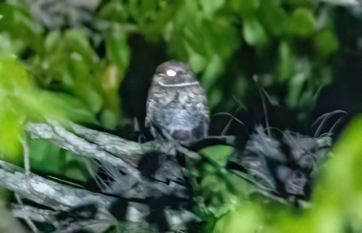 Hispaniolan Nightjar - Eric Bodker