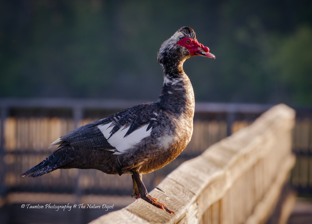 Muscovy Duck (Domestic type) - ML440819281