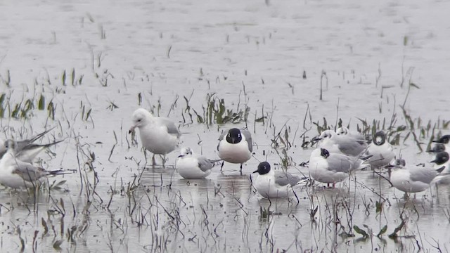 Franklin's Gull - ML440819391