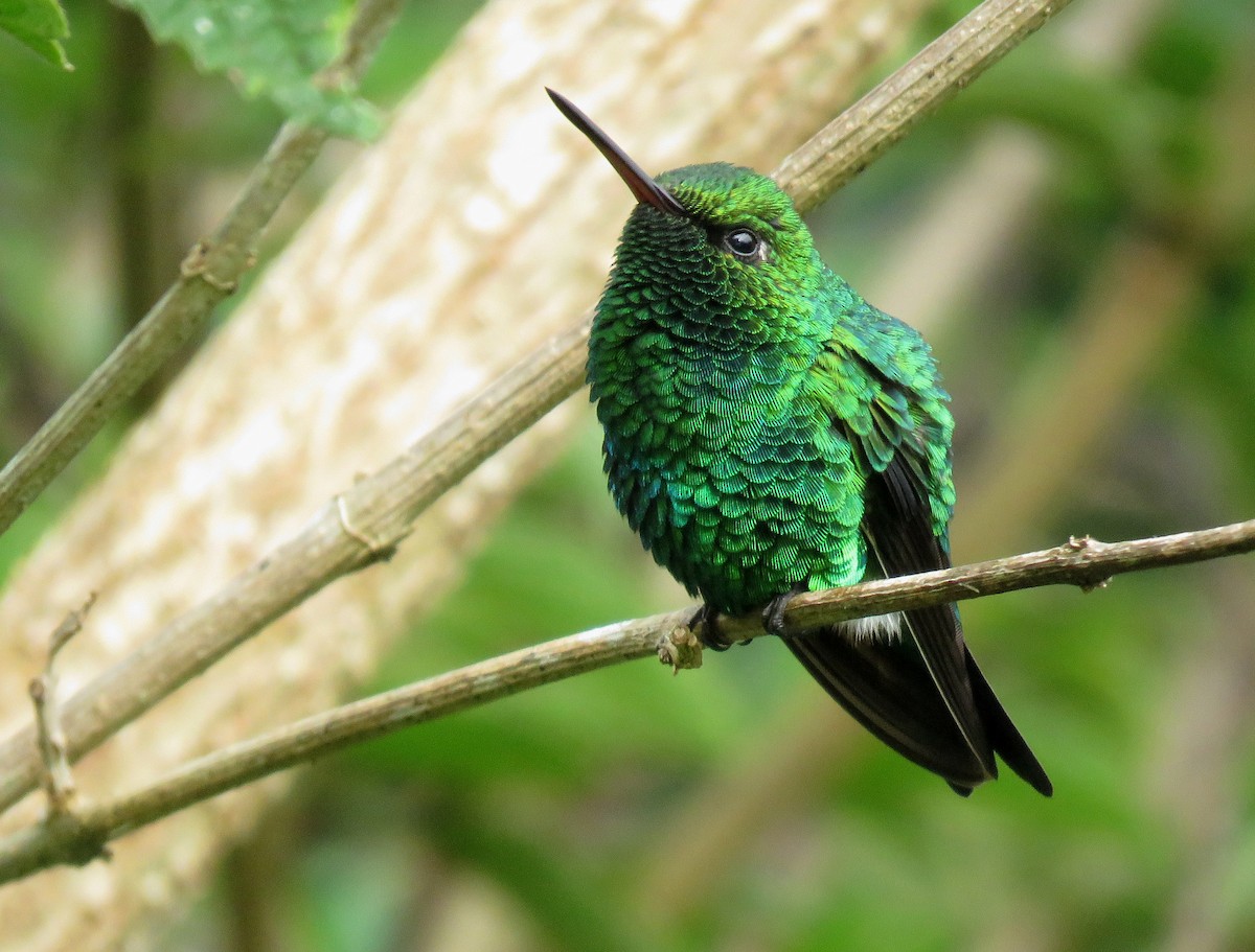 Red-billed Emerald - ML440819881